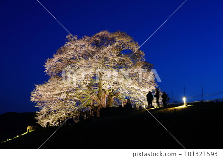 Daigozakura 36 101321593