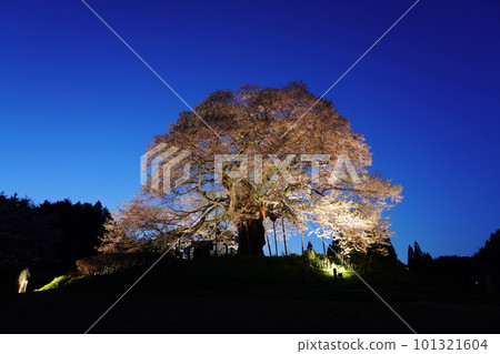 Daigozakura 29 Daigozakura 29 101321604