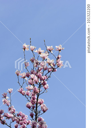 Magnolia tree 101322200