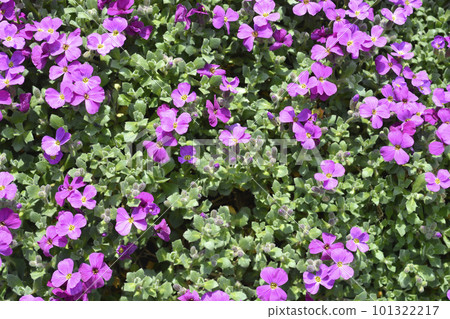 Aubrietia Audry Red Aubrietia Audry Red 101322217
