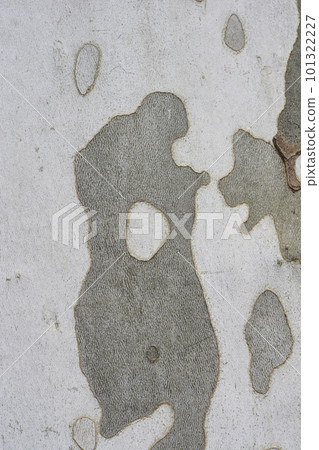 London plane London plane 101322227