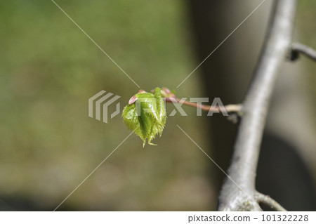 Mongolian lime Mongolian lime 101322228