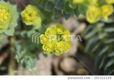 Myrtle spurge Myrtle spurge 101322229