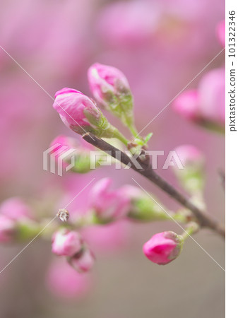 日本李花芽 101322346