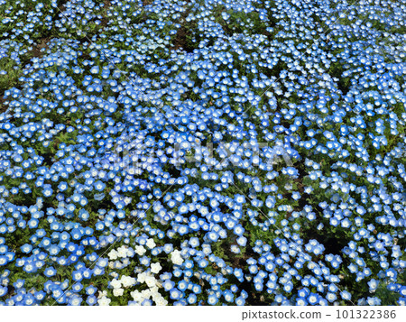 Nemophila flower bed Nemophila flower bed 101322386