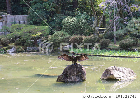 A wild bird with a strong desire to show off that has swooped down in the Shinen pond in the precincts of Heian Jingu Shrine in Kyoto City. A wild bird with a strong desire to show off that has swooped down in the Shinen pond in the precincts of Heian Jingu Shrine in Kyoto City. 101322745