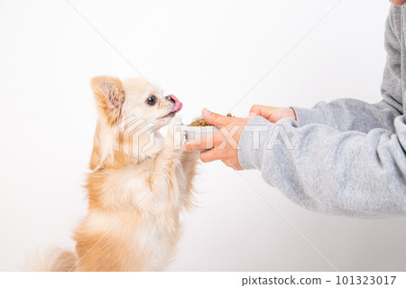 Chihuahua presented with dog food in a food bowl Chihuahua presented with dog food in a food bowl 101323017