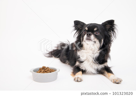 奇瓦瓦狗在食物碗裡贈送狗糧 101323020