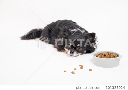 Chihuahua presented with dog food in a food bowl 101323024
