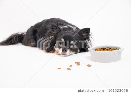 Chihuahua presented with dog food in a food bowl 101323026