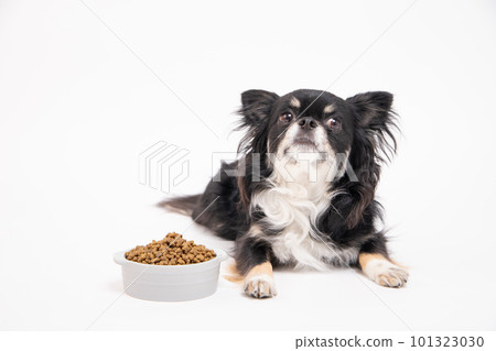 Chihuahua presented with dog food in a food bowl 101323030