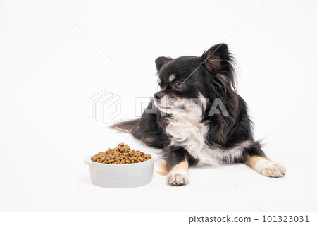 Chihuahua presented with dog food in a food bowl 101323031