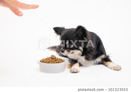 奇瓦瓦狗在食物碗裡等待狗食 101323033