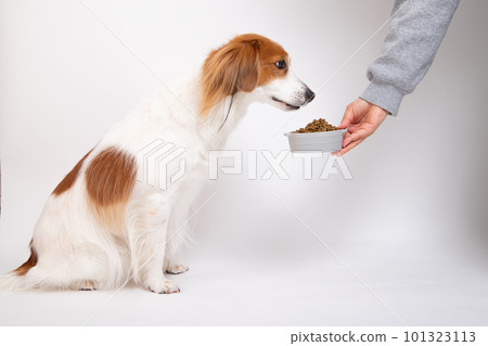 dog receiving dog food from food bowl 101323113