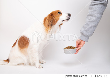 dog receiving dog food from food bowl 101323115