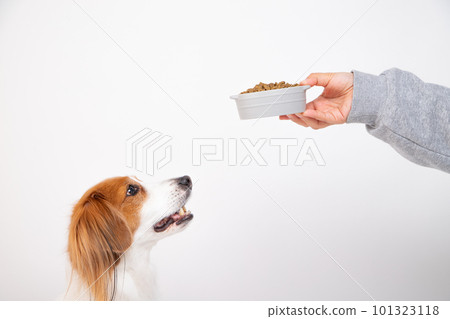 dog receiving dog food from food bowl dog receiving dog food from food bowl 101323118