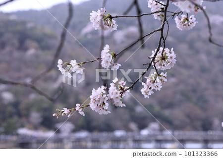 櫻花的風景 櫻花的風景 101323366