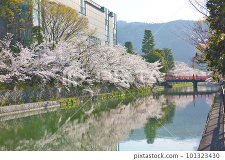 Kyoto Keiryu Bridge and cherry blossoms in full bloom Kyoto Keiryu Bridge and cherry blossoms in full bloom 101323430