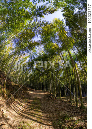 Scenery with bamboo grove 101323737