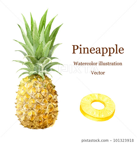 矢量圖的水彩畫菠蘿 101323918