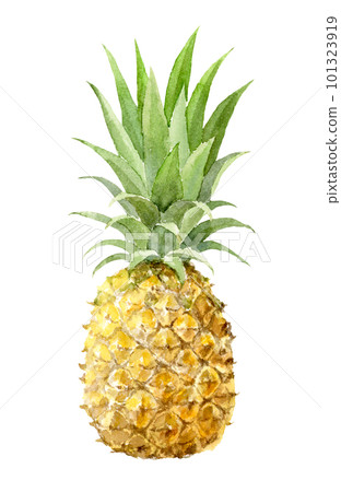 菠蘿水彩插圖模擬手繪背景透明 101323919