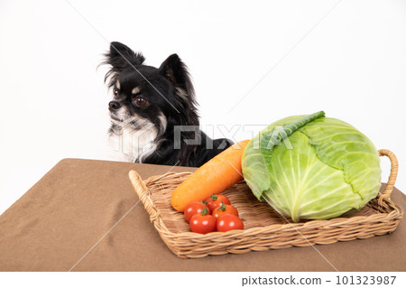 Chihuahua in front of a desk with fresh vegetable food Chihuahua in front of a desk with fresh vegetable food 101323987