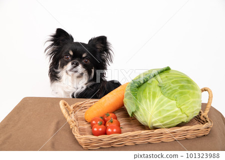 Chihuahua in front of a desk with fresh vegetable food 101323988