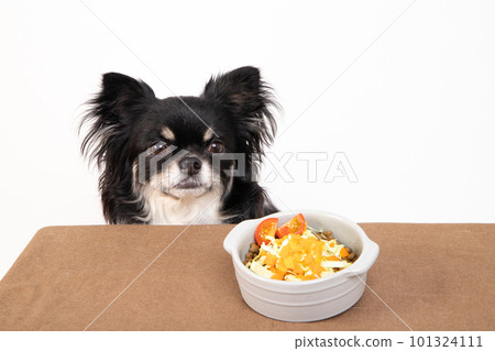 奇瓦瓦犬,桌上放著狗食和蔬菜 奇瓦瓦犬,桌上放著狗食和蔬菜 101324111