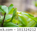 two lilies 101324212
