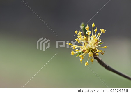 Magnifal花 Magnifal花 101324386