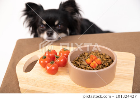 奇瓦瓦盯著桌上的小西紅柿和狗糧上的西紅柿 奇瓦瓦盯著桌上的小西紅柿和狗糧上的西紅柿 101324427