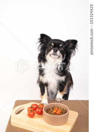 Chihuahua staring at petit tomatoes on the desk and tomatoes topped on dog food Chihuahua staring at petit tomatoes on the desk and tomatoes topped on dog food 101324429