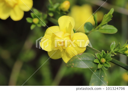 Yellow flowers of Oubai-modoki (Unnan Oubai) blooming in the spring park 101324706