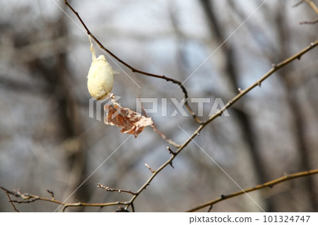 Cocoon of Yamamayuga 101324747