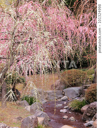 Landscape with weeping plum Landscape with weeping plum 101324998