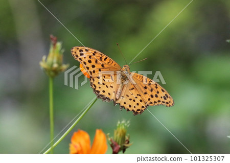 A leopard butterfly sucking nectar from a yellow cosmos flower (using a macro lens, outdoor close-up image) 101325307