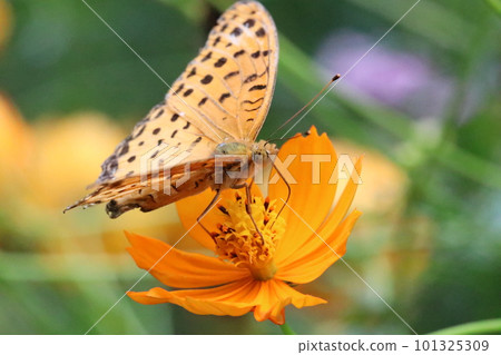 A leopard butterfly sucking nectar from a yellow cosmos flower (using a macro lens, outdoor close-up image) 101325309