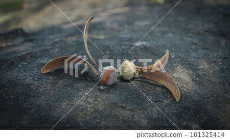 Dipterocarpus alatus, flying seed of dipterocarpus tree on stone face background. Dipterocarpus alatus, flying seed of dipterocarpus tree on stone face background. 101325414