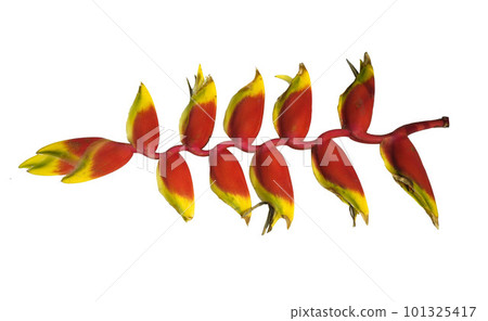 red Heliconia flower, tropical flower isolated on a white background red Heliconia flower, tropical flower isolated on a white background 101325417