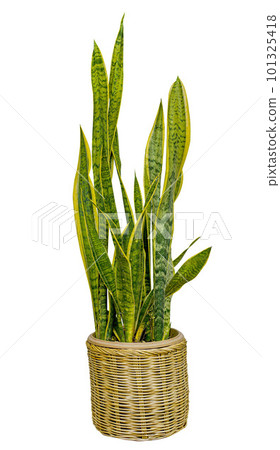 Dracaena trifasciata in a flower pot isolated on white background. Dracaena trifasciata in a flower pot isolated on white background. 101325418