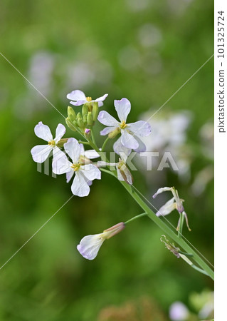 radish flower (Japanese radish) radish flower (Japanese radish) 101325724