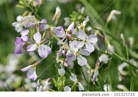 radish flower (Japanese radish) radish flower (Japanese radish) 101325726
