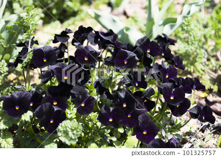 A black violet with a mysterious dark color 101325757