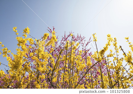 Yellow forsythia and pink flower peach 101325808