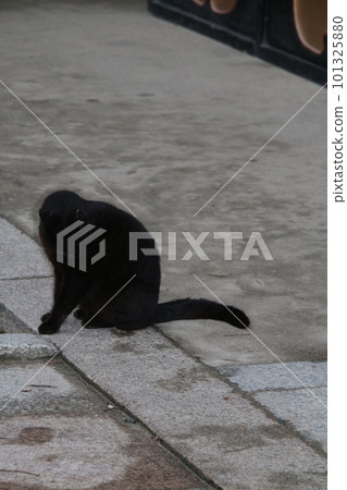 松山石手寺貓 101325880