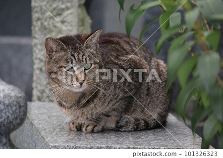 Matsuyama Ishite Temple cat 101326323