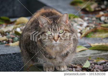 Matsuyama Ishite Temple cat Matsuyama Ishite Temple cat 101326330