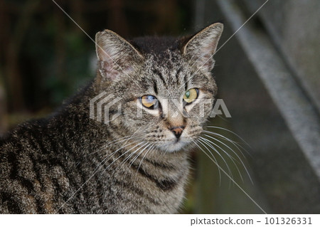 Matsuyama Ishite Temple cat Matsuyama Ishite Temple cat 101326331