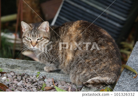 Matsuyama Ishite Temple cat Matsuyama Ishite Temple cat 101326332