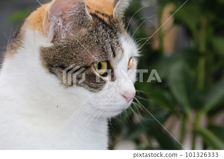 Matsuyama Ishite Temple cat Matsuyama Ishite Temple cat 101326333